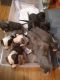 American Pit Bull Terrier Puppies for sale in Aurora, CO, USA. price: $400