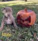 American Pit Bull Terrier Puppies for sale in Myrtle Beach, SC, USA. price: $3,000
