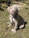 American Pit Bull Terrier Puppies for sale in Ocala, FL, USA. price: $850