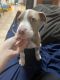 American Pit Bull Terrier Puppies for sale in Miami, FL, USA. price: $1,500