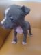 American Pit Bull Terrier Puppies for sale in 2835 Gravenhurst Ct, Columbus, OH 43231, USA. price: $300