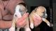 American Pit Bull Terrier Puppies for sale in St Joseph, MO, USA. price: NA