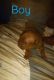 American Pit Bull Terrier Puppies for sale in 10915 Marbado Ct, Louisville, KY 40229, USA. price: NA