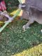 American Pit Bull Terrier Puppies for sale in Rockwall, TX, USA. price: NA