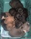American Pit Bull Terrier Puppies for sale in Dallas, TX, USA. price: $1,500