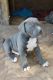 American Pit Bull Terrier Puppies for sale in Chennai, Tamil Nadu, India. price: 10000 INR