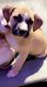 American Pit Bull Terrier Puppies for sale in Clearwater, FL, USA. price: NA