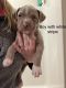 American Pit Bull Terrier Puppies for sale in Sweetser, IN, USA. price: $300