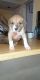 American Pit Bull Terrier Puppies for sale in Erie, PA, USA. price: $300