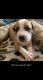 American Pit Bull Terrier Puppies for sale in Lugoff, SC 29078, USA. price: NA