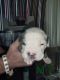 American Pit Bull Terrier Puppies for sale in Tucson, AZ, USA. price: $500