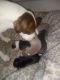 American Pit Bull Terrier Puppies for sale in Irwindale, CA 91702, USA. price: NA