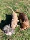American Pit Bull Terrier Puppies for sale in San Diego, CA, USA. price: $300