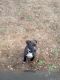 American Pit Bull Terrier Puppies for sale in Santa Rosa, CA, USA. price: NA