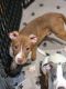 American Pit Bull Terrier Puppies for sale in Perth Amboy, NJ, USA. price: NA