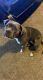American Pit Bull Terrier Puppies for sale in 944 N St SW, Cedar Rapids, IA 52404, USA. price: $800