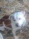 American Pit Bull Terrier Puppies for sale in Roanoke, VA, USA. price: $350