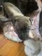 American Pit Bull Terrier Puppies for sale in Harrington, DE 19952, USA. price: $30