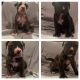 American Pit Bull Terrier Puppies for sale in Aurora, IL, USA. price: $300