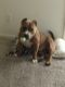 American Pit Bull Terrier Puppies for sale in Ann Arbor, MI, USA. price: NA
