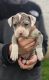 American Pit Bull Terrier Puppies for sale in Miami, FL, USA. price: $2,000