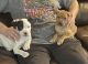 American Pit Bull Terrier Puppies for sale in Bucyrus, OH 44820, USA. price: NA