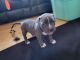 American Pit Bull Terrier Puppies for sale in Gresham, OR, USA. price: NA