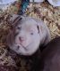 American Pit Bull Terrier Puppies for sale in Kansas City, MO 64134, USA. price: $250