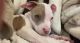 American Pit Bull Terrier Puppies for sale in 4615 N Lawndale Ave, Chicago, IL 60625, USA. price: NA