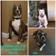 American Pit Bull Terrier Puppies for sale in West Memphis, AR 72301, USA. price: NA