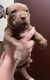 American Pit Bull Terrier Puppies for sale in Harleton, TX 75651, USA. price: NA