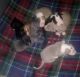 American Pit Bull Terrier Puppies for sale in Azusa, CA, USA. price: NA