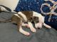 American Pit Bull Terrier Puppies for sale in Greensboro, NC, USA. price: NA