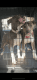 American Pit Bull Terrier Puppies for sale in Alpharetta, GA, USA. price: $600