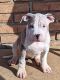 American Pit Bull Terrier Puppies for sale in Columbus, GA, USA. price: NA