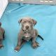 American Pit Bull Terrier Puppies for sale in Dallas, TX, USA. price: $600