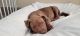 American Pit Bull Terrier Puppies for sale in Phelan, CA 92371, USA. price: NA