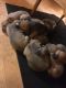 American Pit Bull Terrier Puppies for sale in Mesick, MI 49668, USA. price: NA