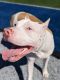 American Pit Bull Terrier Puppies for sale in Chula Vista, CA, USA. price: $1,000