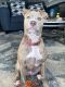 American Pit Bull Terrier Puppies for sale in Hampton, VA, USA. price: NA