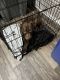 American Pit Bull Terrier Puppies for sale in Marietta, GA, USA. price: $550