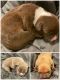 American Pit Bull Terrier Puppies for sale in Lebanon, TN, USA. price: NA