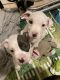 American Pit Bull Terrier Puppies for sale in Hollywood, FL, USA. price: $250