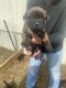 American Pit Bull Terrier Puppies for sale in Alvarado, TX 76009, USA. price: $250