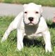 American Pit Bull Terrier Puppies for sale in Santa Monica, CA 90403, USA. price: NA