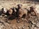 American Pit Bull Terrier Puppies for sale in Whitsett, NC 27377, USA. price: $400