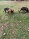 American Pit Bull Terrier Puppies for sale in Richmond, VA, USA. price: $200