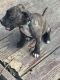 American Pit Bull Terrier Puppies for sale in Mesquite, TX, USA. price: $600