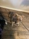 American Pit Bull Terrier Puppies for sale in Charlotte, NC 28217, USA. price: NA
