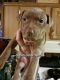 American Pit Bull Terrier Puppies for sale in Vassalboro, ME, USA. price: $500